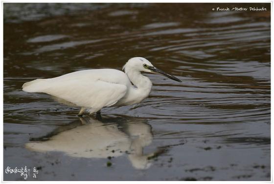 Aigrette garzette - Egretta garzetta - Little Egret
