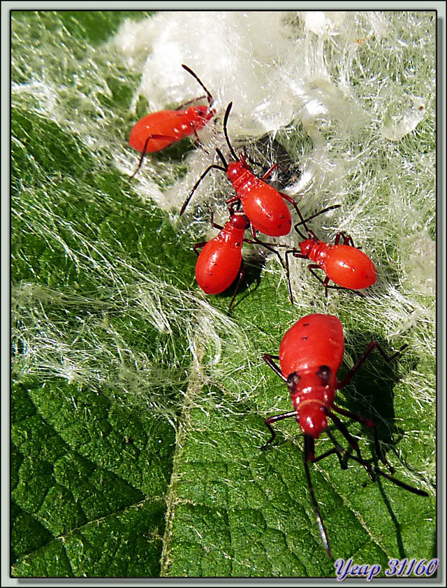 Blog de images-du-pays-des-ours : Images du Pays des Ours (et d'ailleurs ...), Punaise rouge "red cotton(silk) bug" (Dysdercus koenigii) - Parc National de Chitwan - Teraï - Népal