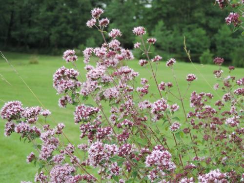 Fleurs cultivées : Marjolaine