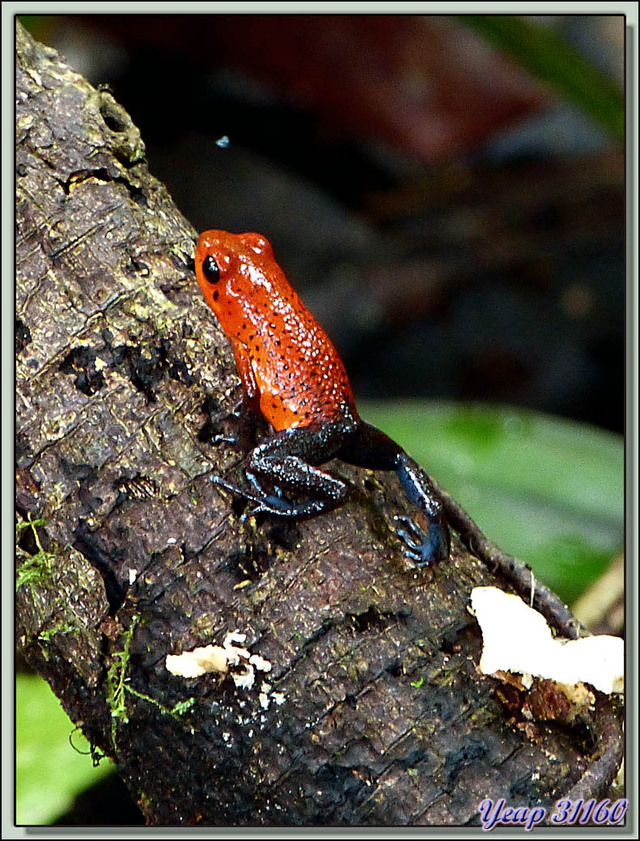 Blog de images-du-pays-des-ours : Images du Pays des Ours (et d'ailleurs ...), Dendrobate Poison, Fraise, Blue-jean (Dendrobates pumilio) - Puerto Viejo de Sarapiqui - Costa Rica