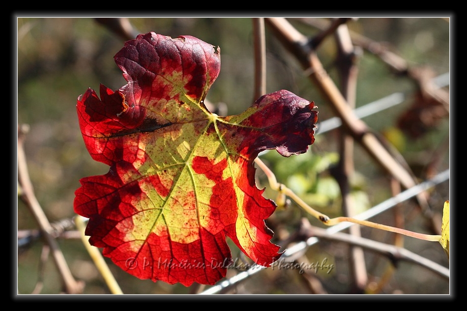 Feuilles de vigne...