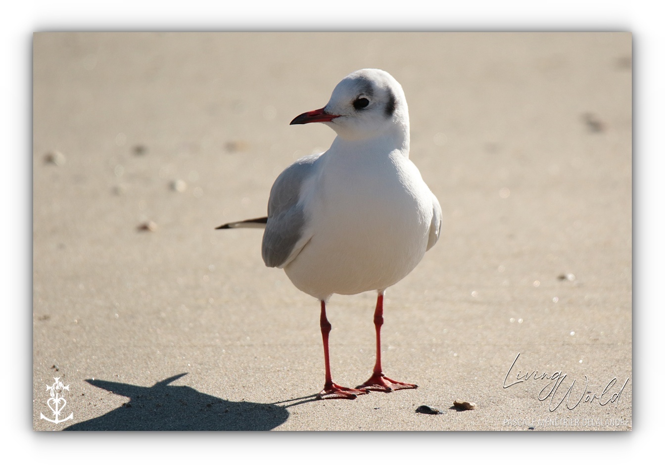 Dans le sable, dans l'eau ou dans les airs... seule ou en groupe.