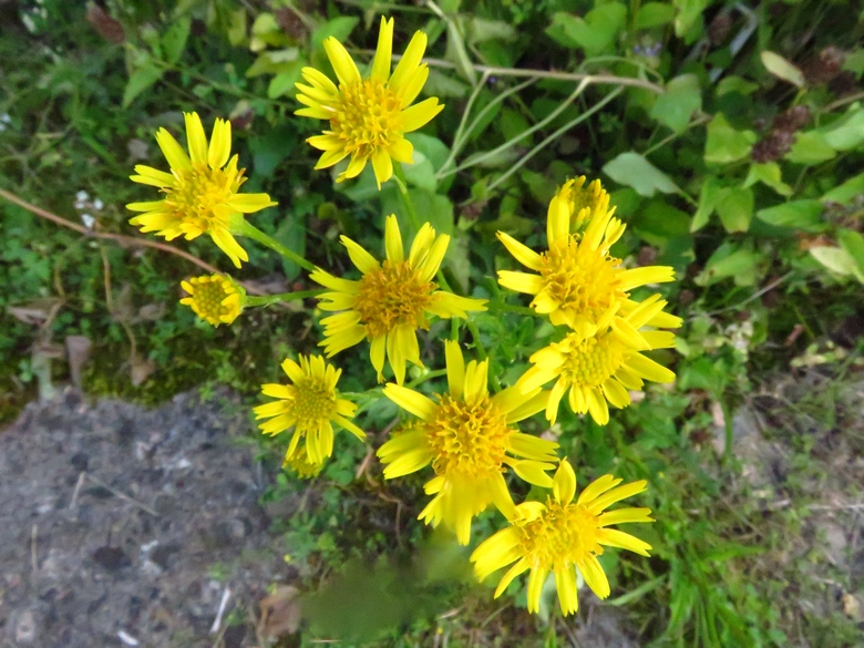 Les fleurs sauvages  résistent au réchauffement climatique et c'est tant mieux !