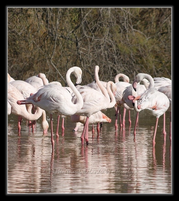 Flamants roses...