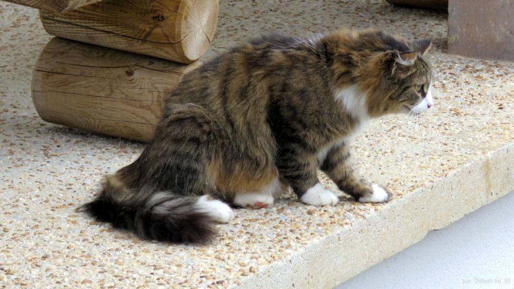 un gentils minou 