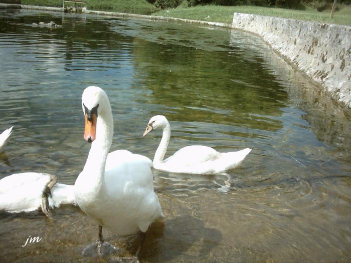 les cygnes