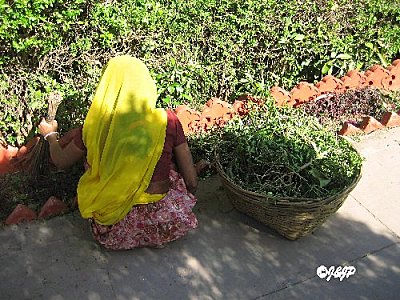 rajasthan 1195marq