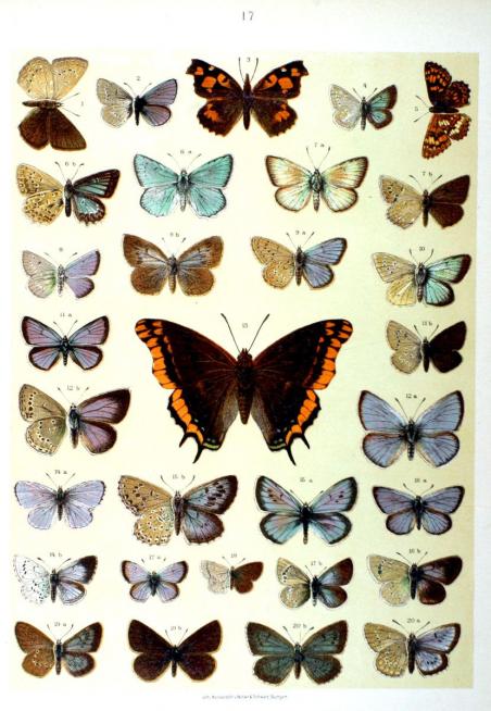 LEPIDOPTERES 3
