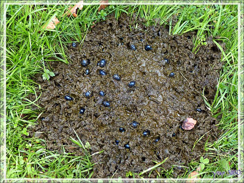 La table des bousiers Géotrupes du fumier (Geotrupes stercorarius), sans eux, on serait vraiment dans la m...e ! - Randonnée "Chapelle de l'Isard" - Sentein - 09
