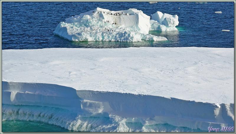 26/03/2022 suite : la matinée va s'achever par une vue sur une barrière d'icebergs sur fond de continent Antarctique, avec des Manchots Adélie, un Manchot Empereur - Cap Colbeck - Mer de Ross