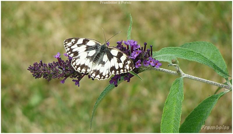 Papillons Demi deuil