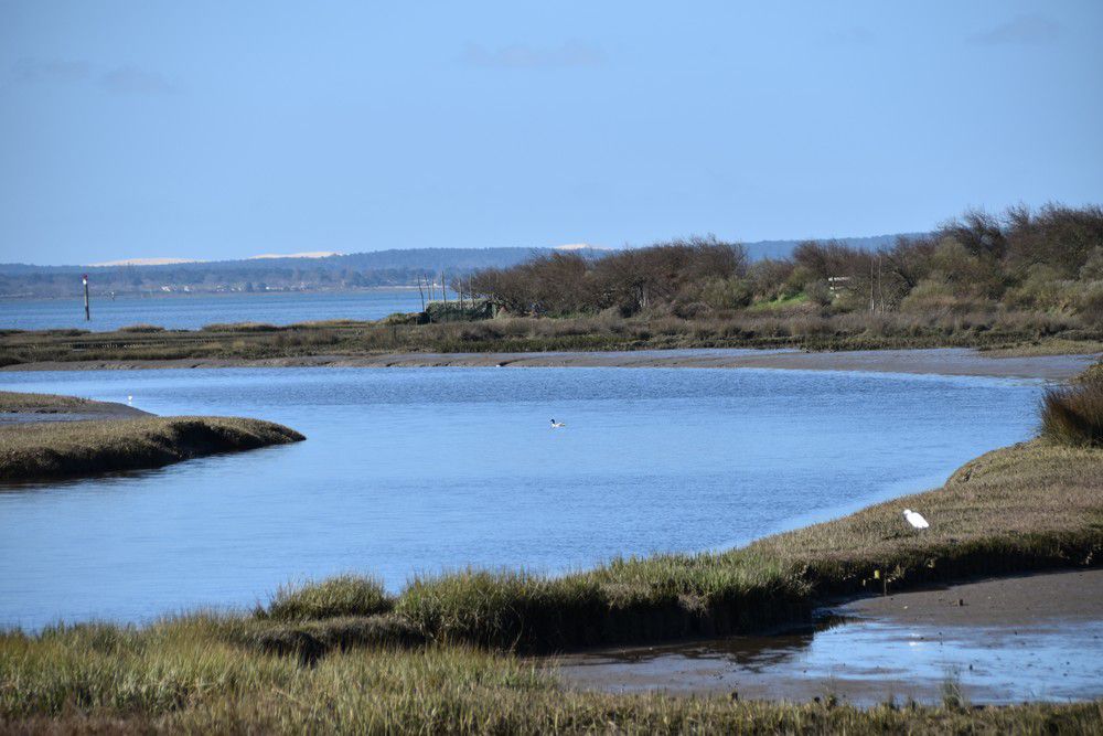 Friselis de Dune du Pilat, au Pyla...