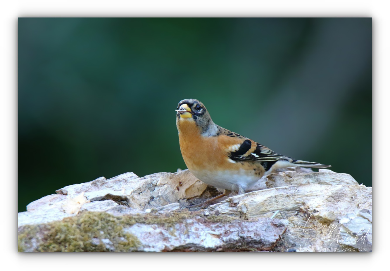 Pinson du nord toujours à l'affût