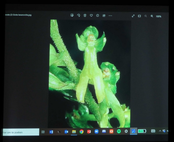 Une conférence sur les orchidées sauvages de nos forêt a eu  lieu à Lignerolles  