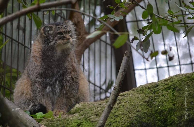 Ménagerie du jardin des Plantes : Le chat de PALLAS