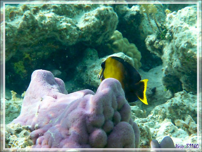 Chirurgien mimétique du Pacifique ou chocolat, Chocolate surgeonfish (Acanthurus pyroferus) - Lagon de la Pension Kuriri - Maupiti - Polynésie française