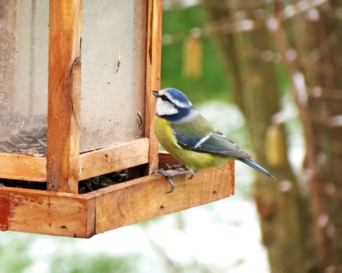 Oiseaux de mon jardin...