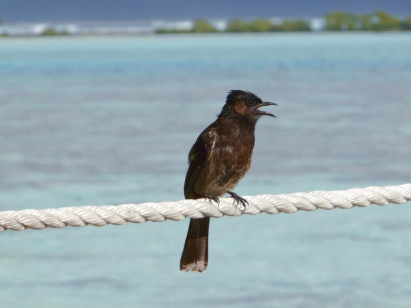Bulbul à ventre rouge - Moorea - Polynésie française