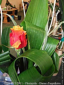 danse aspidistra 1