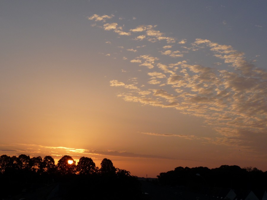 Hier les canards, aujourd'hui ...