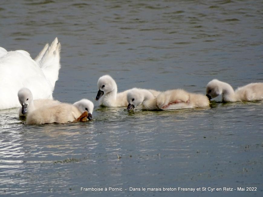 Cygnes et cygneaux dans le marais breton - Mai 2022