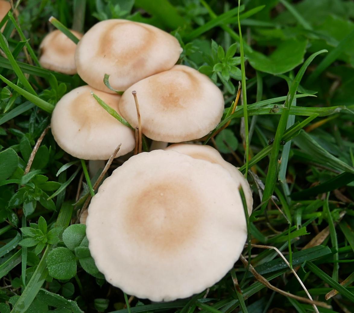 Champignons et fleurs
