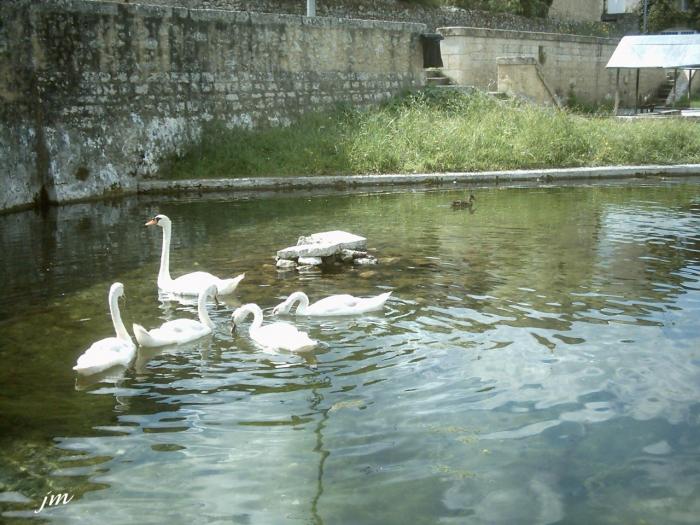 les cygnes