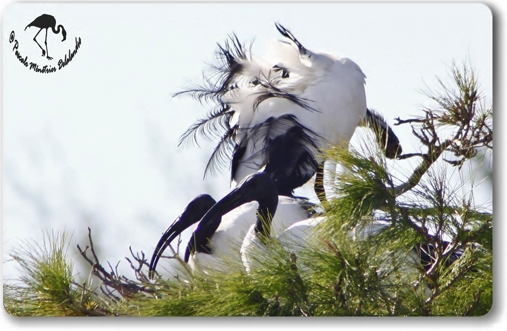 Ibis sacrés...