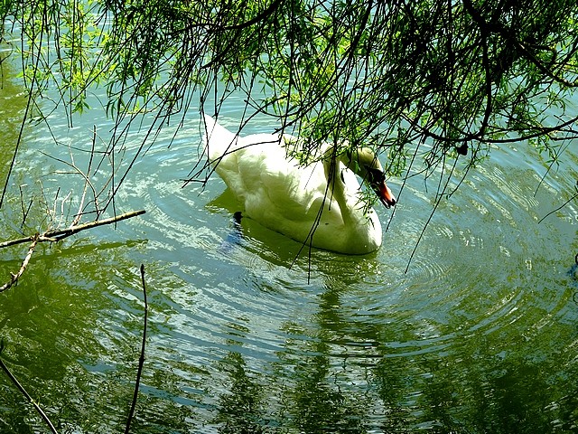 Cygne sur la Moselle 2 Marc de Metz 26 04 2013