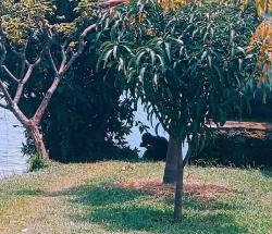 November kivu