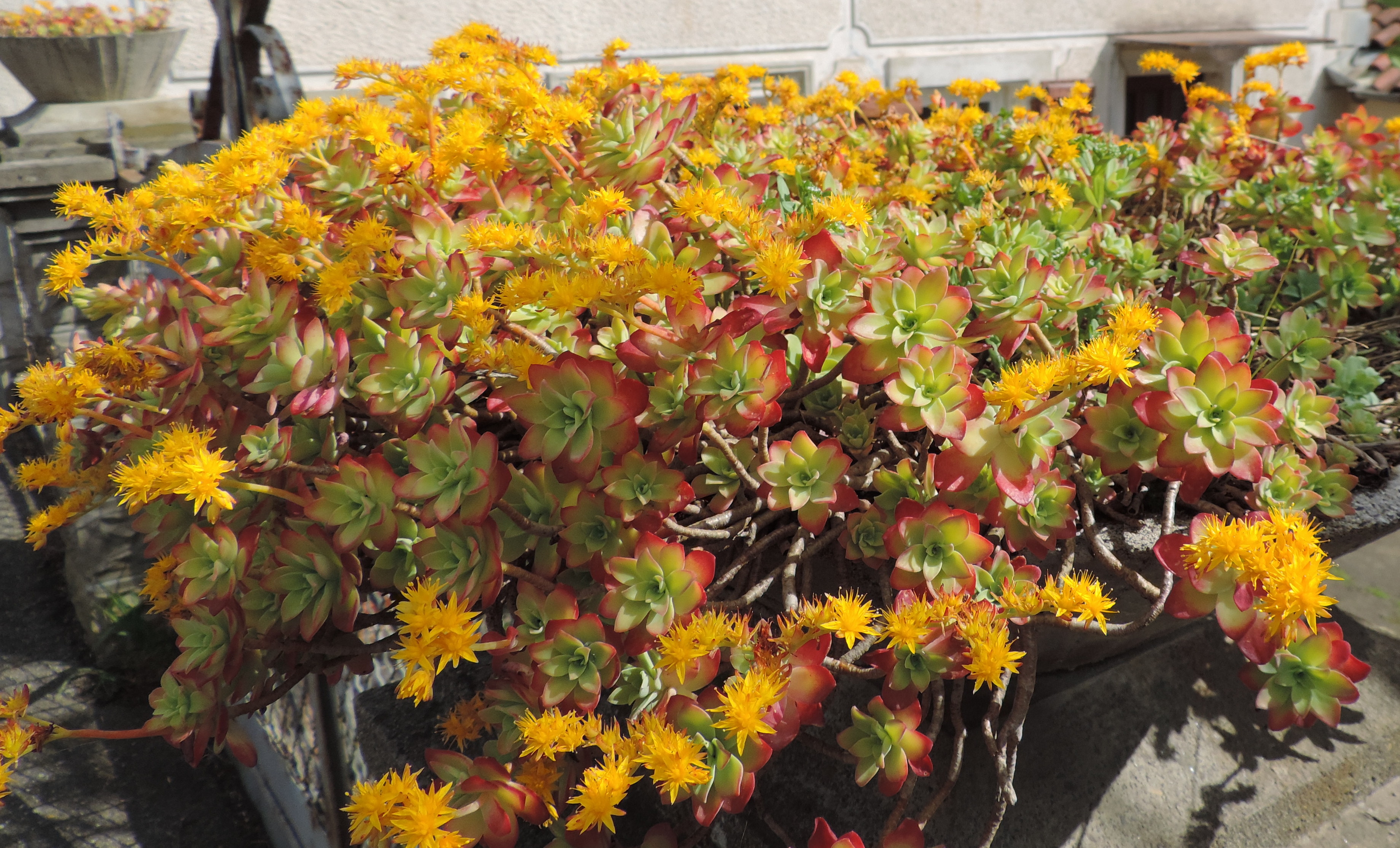 Descubra 48 kuva plante grasse fleur jaune - Thptnganamst.edu.vn
