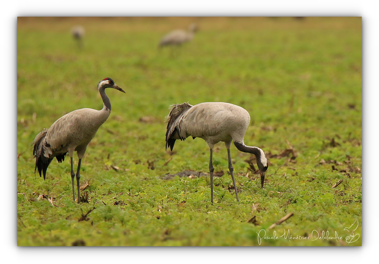 Grues cendrées à Arjuzanx