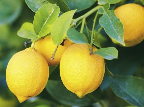 Arbre fruitier  ; Citronnier