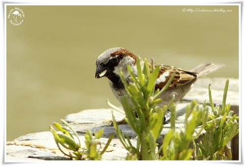 Moineau domestique ♂ - Passer domesticus - House Sparrow