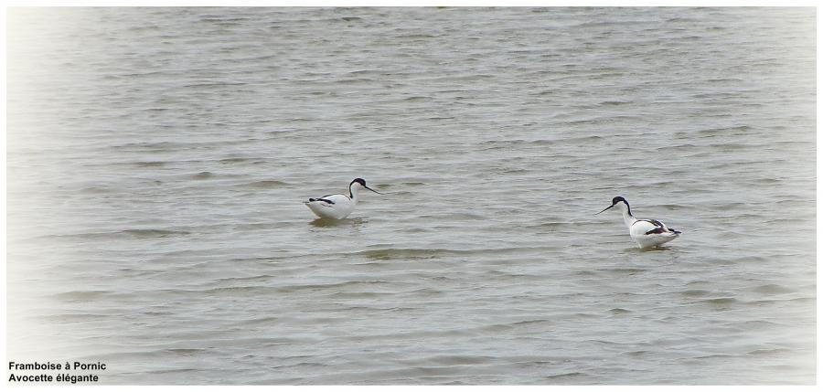 Avocette élégante