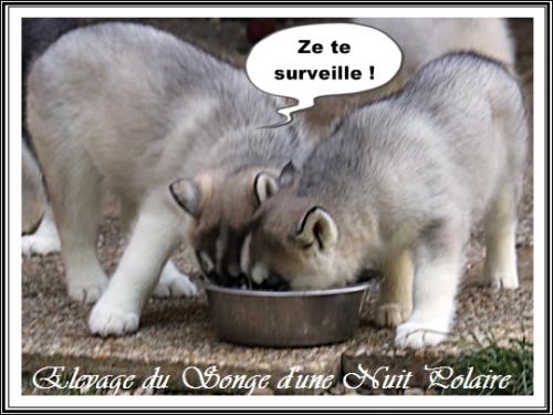 Portée de Lakmé (23 avril 2021)