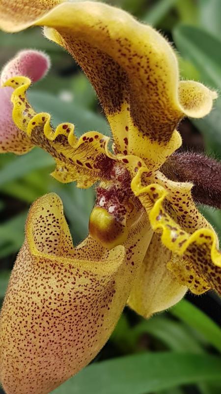 Les ORCHIDEES D' ANNE.L