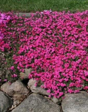 Fleurs cultivées : Phlox
