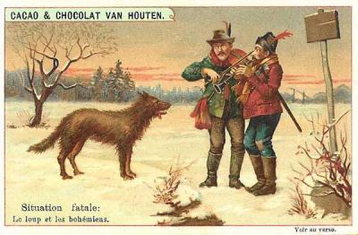 Loups de Sibérie (Canis lupus albus)