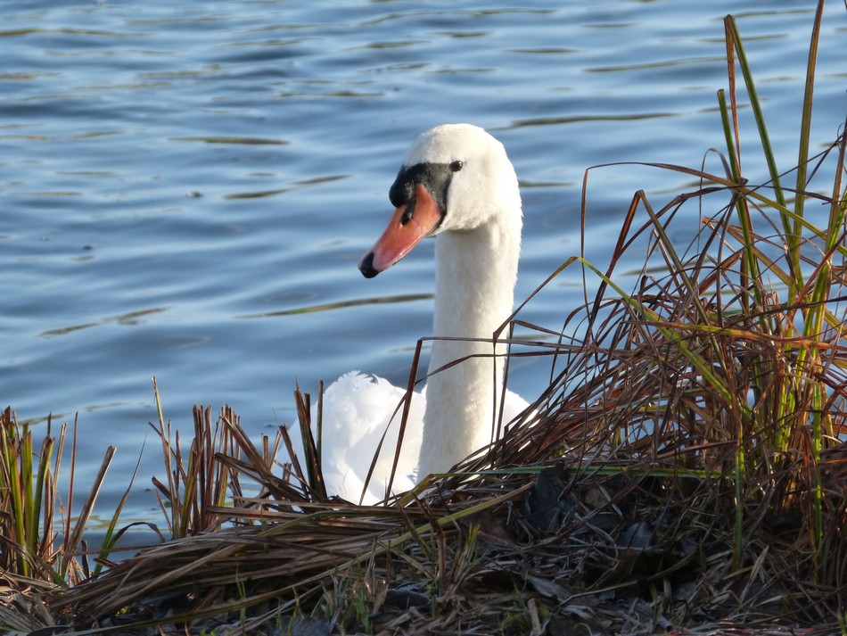 Toujours au parc, frigorifiée, mais c'est si beau ! 