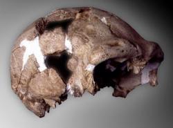 1 - L'arrivée des humains en Europe