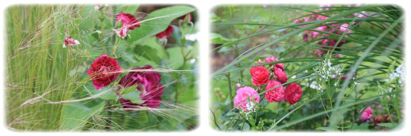 Le joli jardin de Fabienne
