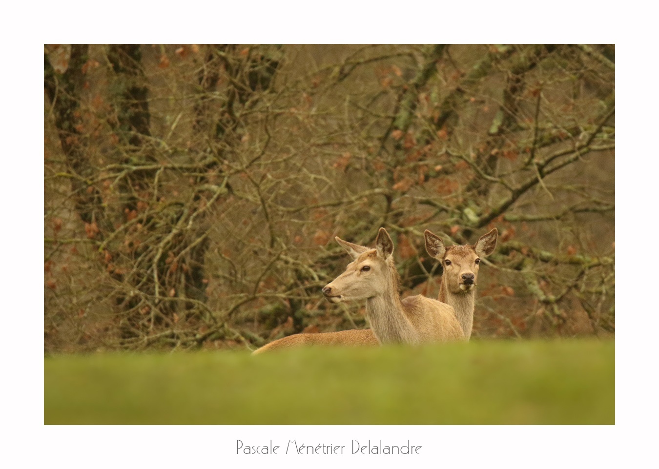 Biches élaphes (Landes de Gascogne)