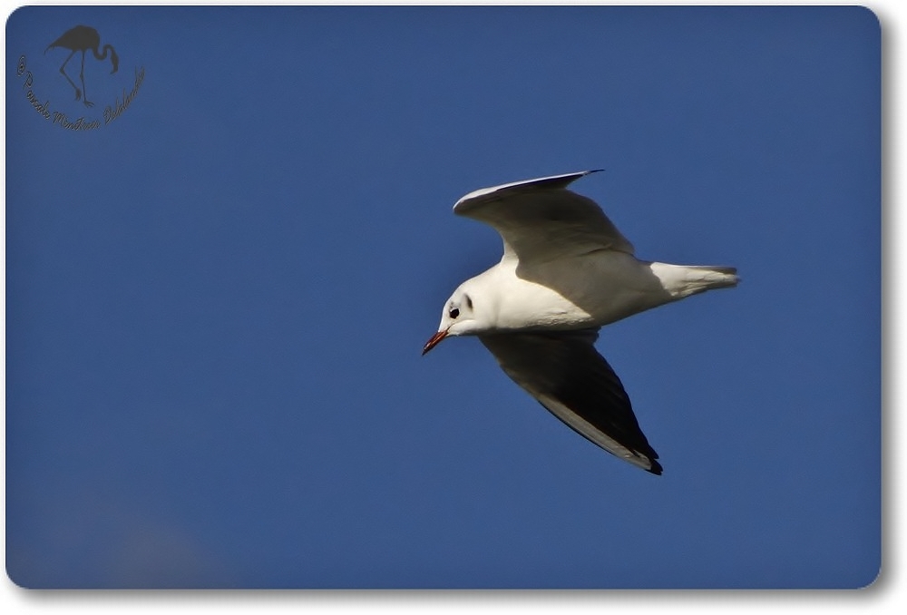 Mouette rieuse...