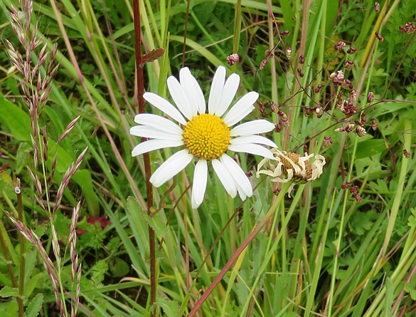 Les orchidées sauvages du Châtillonnais ont fleuri en grand nombre pendant ce printemps 2024