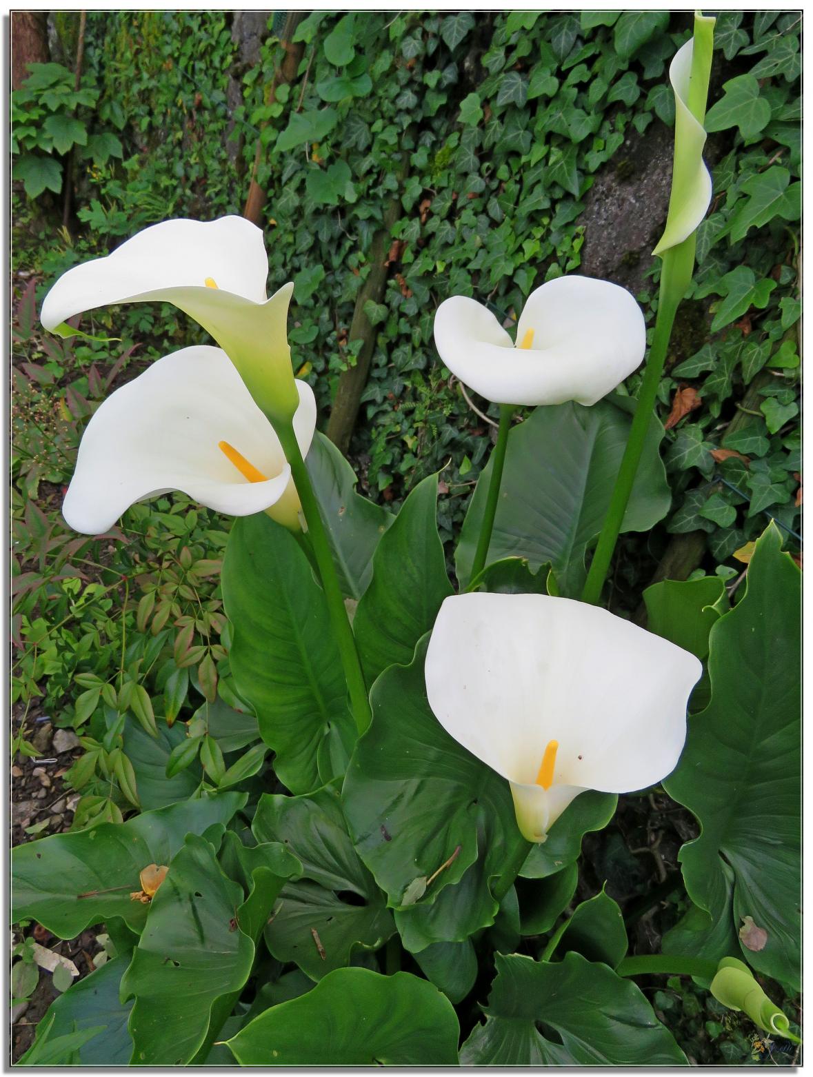 ENTRE  DEUX  AVERSES  AU  JARDIN 