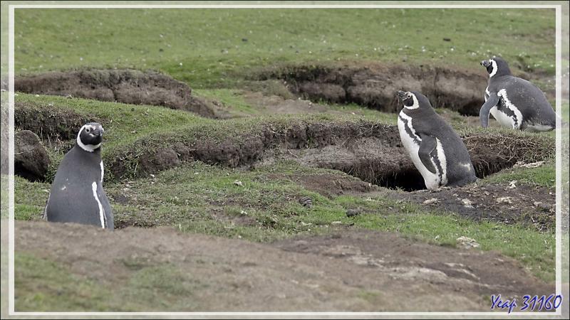 Manchot de Magellan, Magellanic Penguin (Spheniscus magellanicus) - The Neck (Le Détroit) - Saunders Island - Falkland (Malvinas, Malouines) - Grande-Bretagne