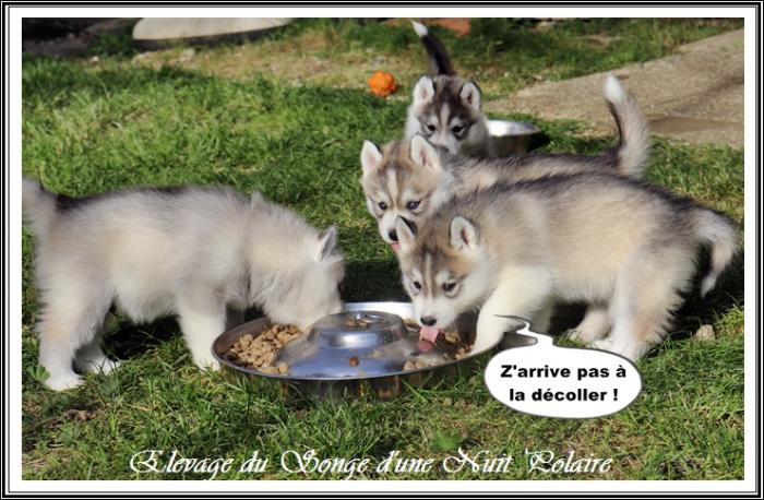 Portée de Lakmé (10 avril 2021)