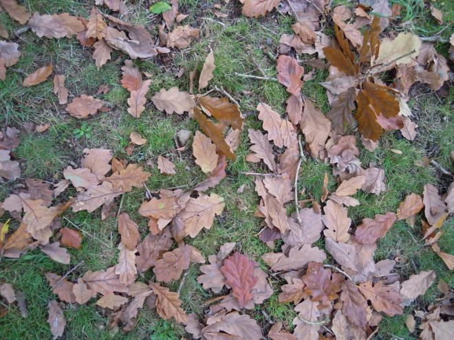 au coeur de la fôret de Brocéliande en Bretagne, octobre 2016 (2)