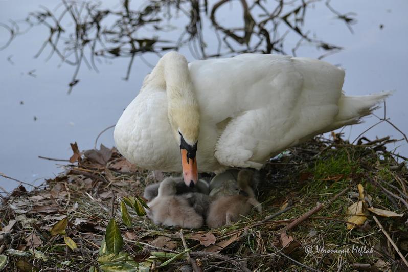 Lac Daumesnil : des petits cygnes voient le jour